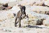 WHIPPET 280